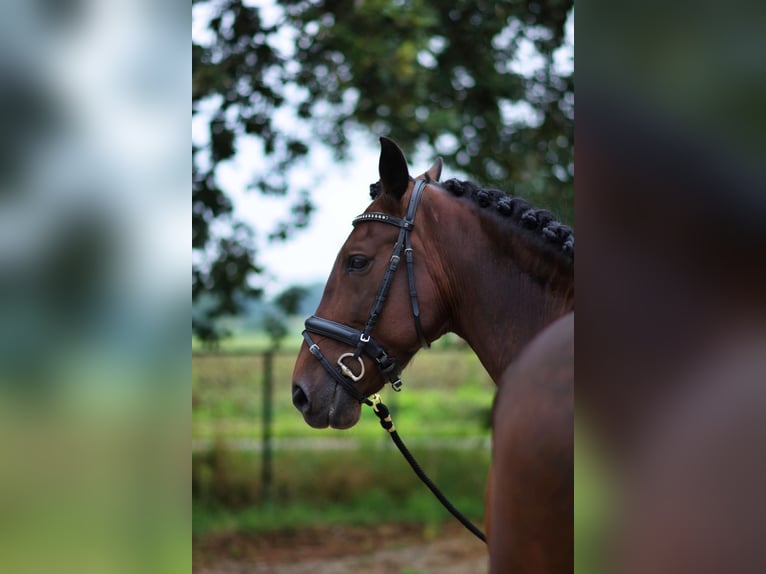 PRE Gelding 6 years 16,1 hh Bay-Dark in Kelpen-Oler