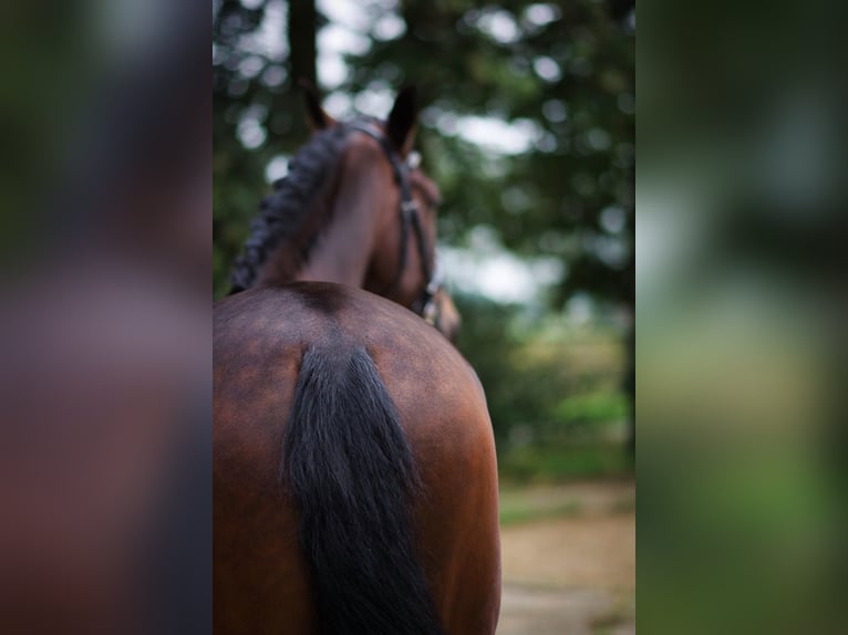 PRE Gelding 6 years 16,1 hh Bay-Dark in Kelpen-Oler