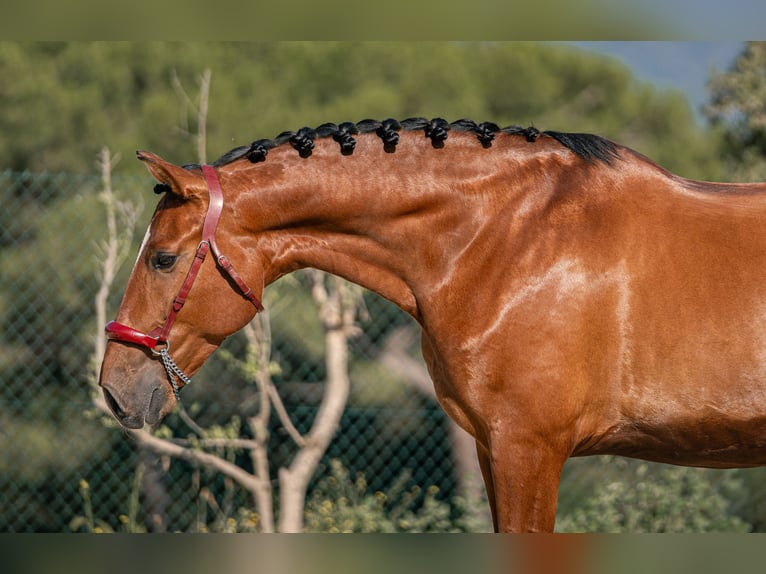 PRE Gelding 6 years 16.1 hh Bay in Palafolls