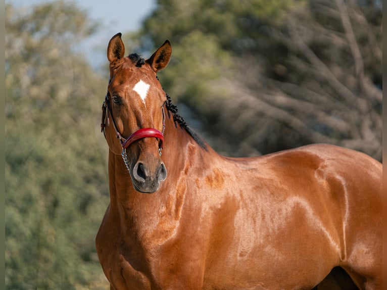 PRE Gelding 6 years 16.1 hh Bay in Palafolls
