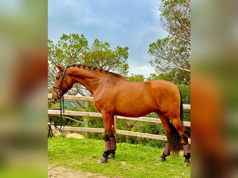 PRE Gelding 6 years 16.1 hh Bay in Palafolls