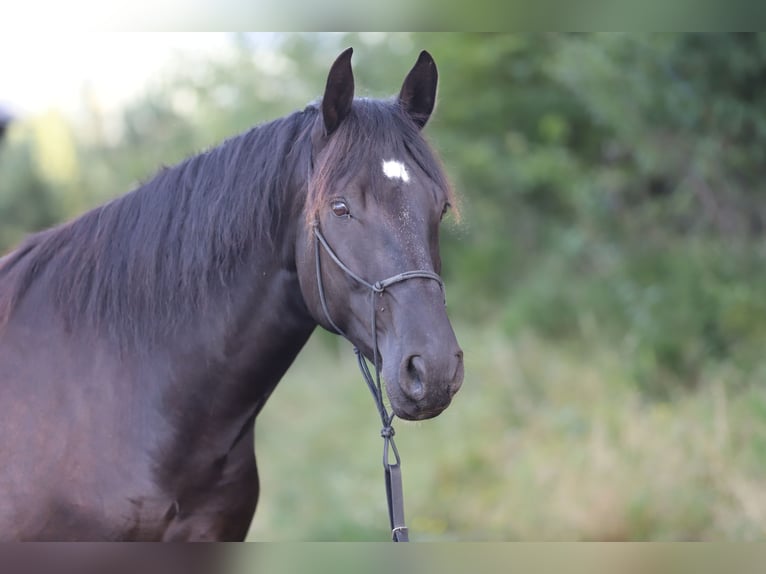 PRE Gelding 6 years 16.1 hh Black in Kefermarkt