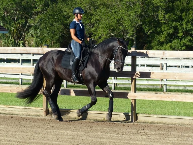 PRE Gelding 6 years 16.1 hh Black in Heidesheim am Rhein