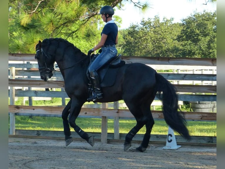 PRE Gelding 6 years 16.1 hh Black in Heidesheim am Rhein