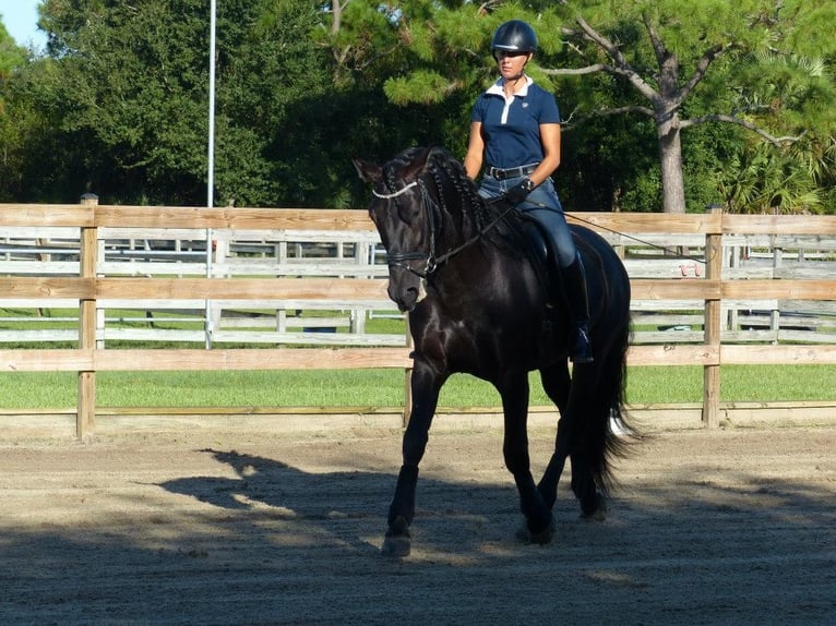 PRE Gelding 6 years 16.1 hh Black in Heidesheim am Rhein