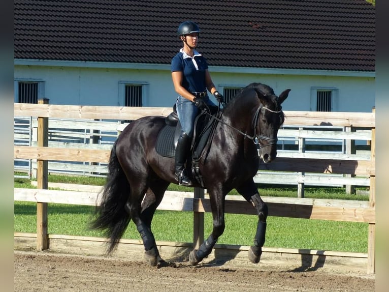 PRE Gelding 6 years 16.1 hh Black in Heidesheim am Rhein