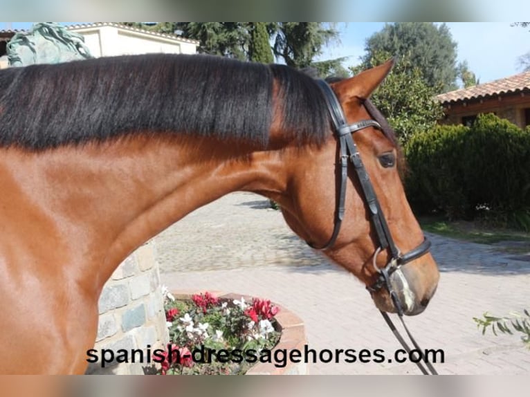 PRE Mix Gelding 6 years 16,1 hh Brown in Barcelona