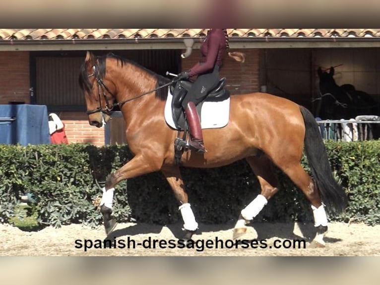 PRE Mix Gelding 6 years 16,1 hh Brown in Barcelona