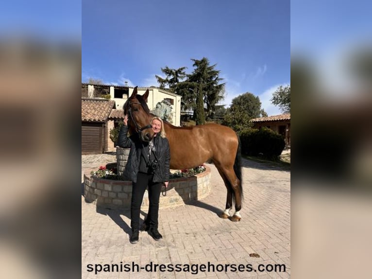 PRE Mix Gelding 6 years 16,1 hh Brown in Barcelona