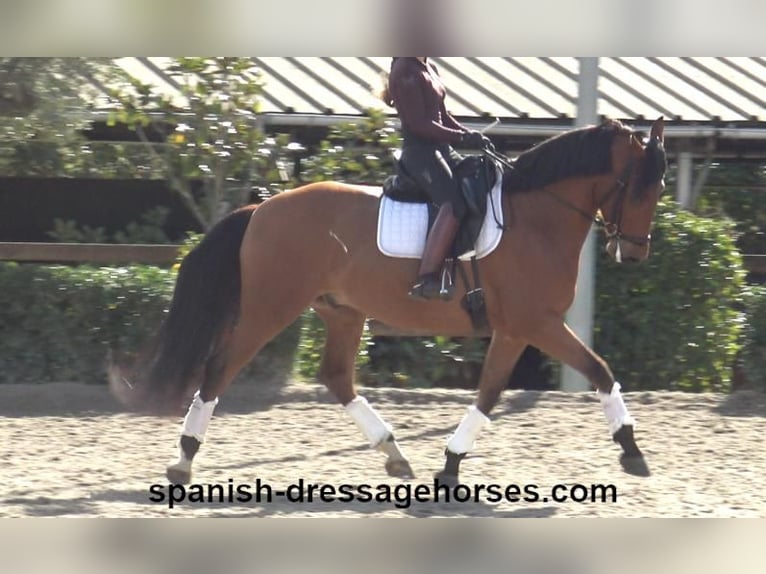 PRE Mix Gelding 6 years 16,1 hh Brown in Barcelona