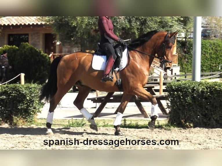 PRE Mix Gelding 6 years 16,1 hh Brown in Barcelona