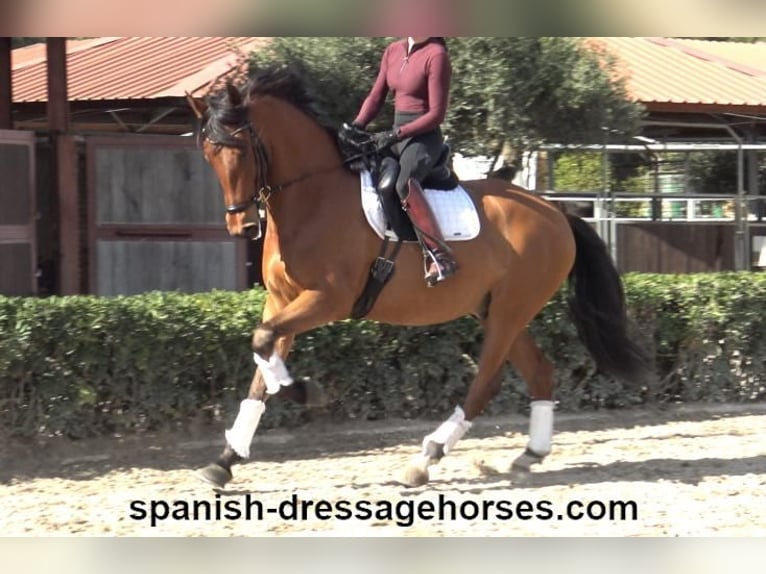 PRE Mix Gelding 6 years 16,1 hh Brown in Barcelona