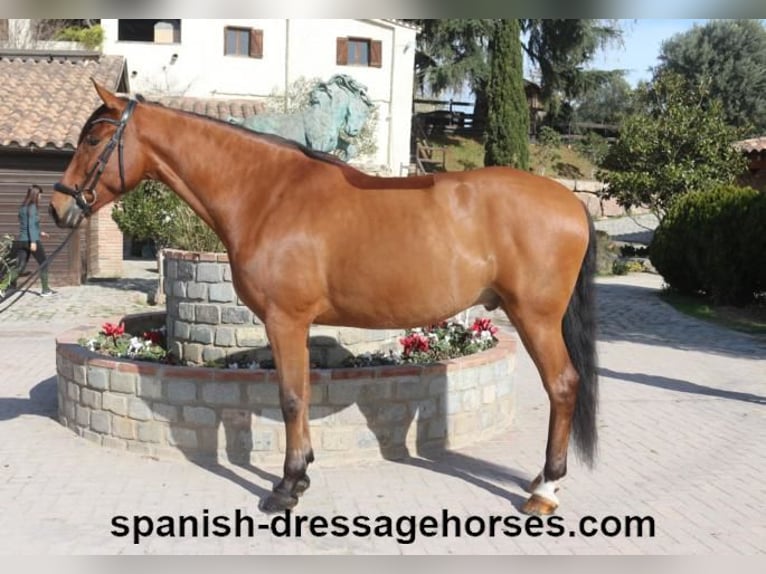 PRE Mix Gelding 6 years 16,1 hh Brown in Barcelona