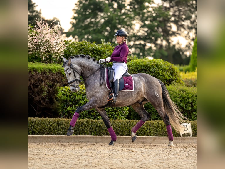 PRE Gelding 6 years 16,1 hh Brown Falb mold in Ommen