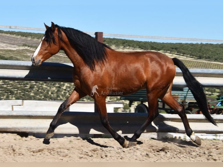 PRE Gelding 6 years 16.1 hh Brown in Provinz Cordoba