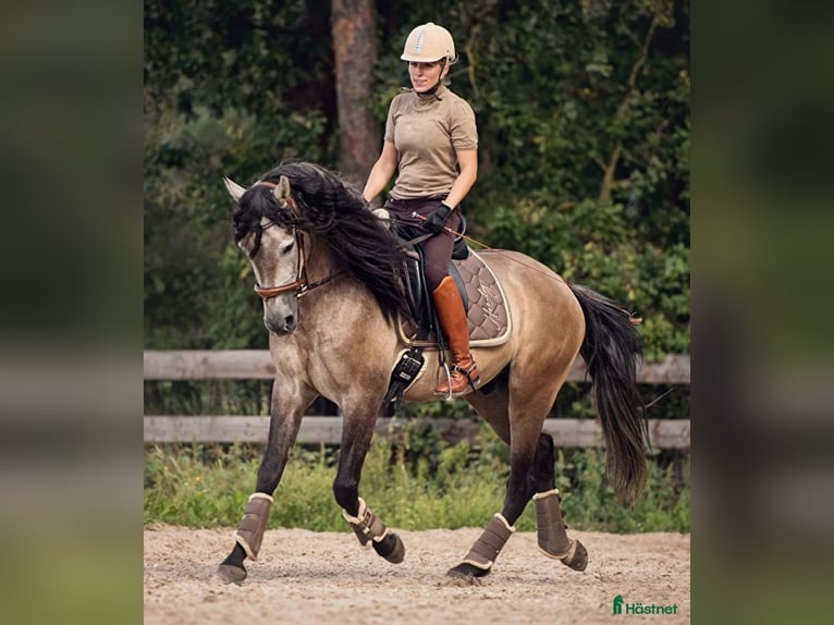 PRE Gelding 6 years 16.1 hh Buckskin in Maastricht