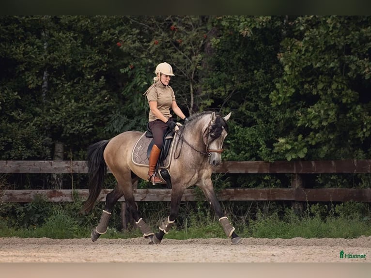 PRE Gelding 6 years 16.1 hh Buckskin in Maastricht
