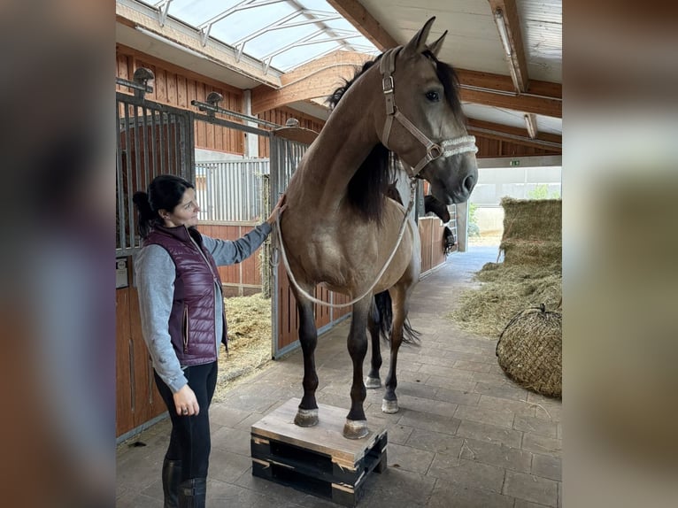 PRE Gelding 6 years 16.1 hh Dun in Kißlegg