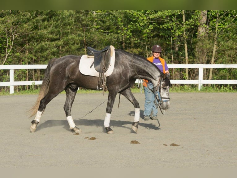 PRE Mix Gelding 6 years 16,1 hh Gray-Dapple in Dorsten