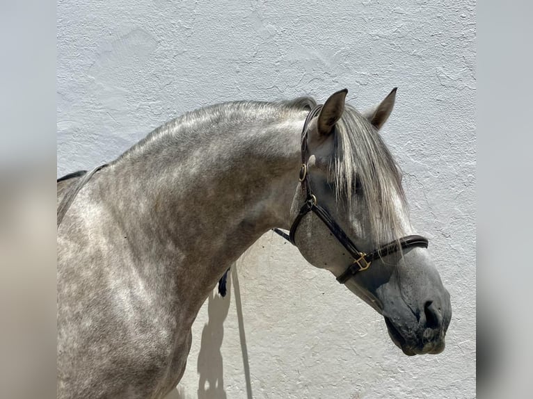 PRE Gelding 6 years 16,1 hh Gray in MORON DE LA FRONTERA