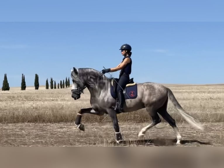 PRE Gelding 6 years 16,1 hh Gray in MORON DE LA FRONTERA