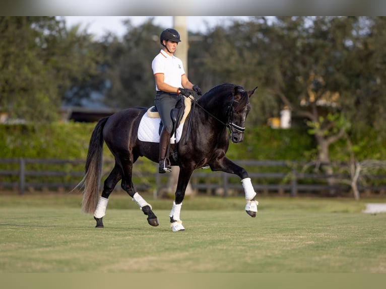 PRE Mix Gelding 6 years 16,1 hh Gray in Wellington