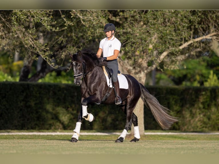 PRE Mix Gelding 6 years 16,1 hh Gray in Wellington