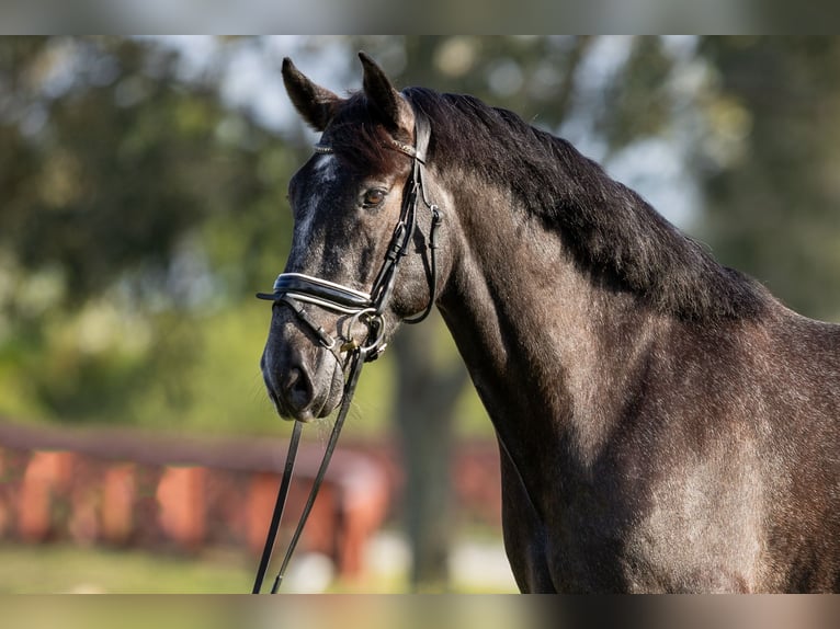 PRE Mix Gelding 6 years 16,1 hh Gray in Wellington