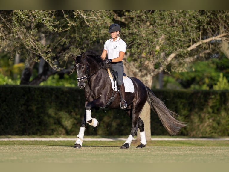 PRE Mix Gelding 6 years 16,1 hh Gray in Wellington