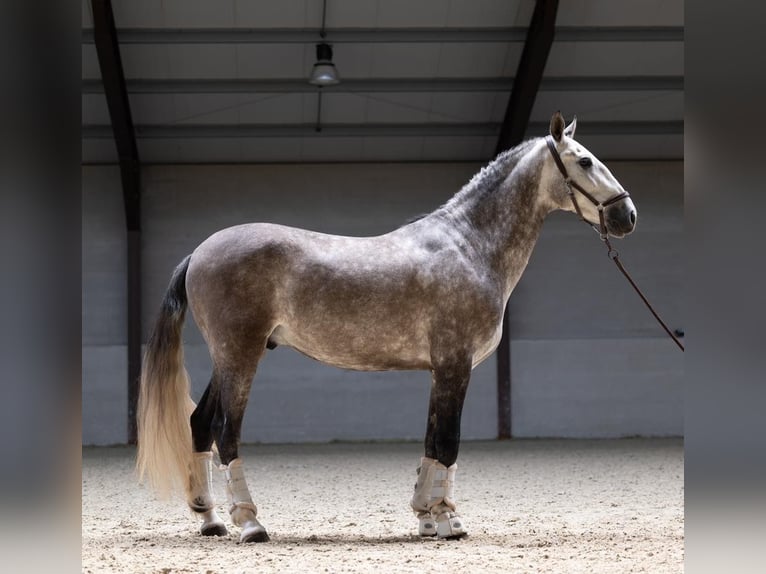 PRE Gelding 6 years 16.1 hh Grey in Maastricht