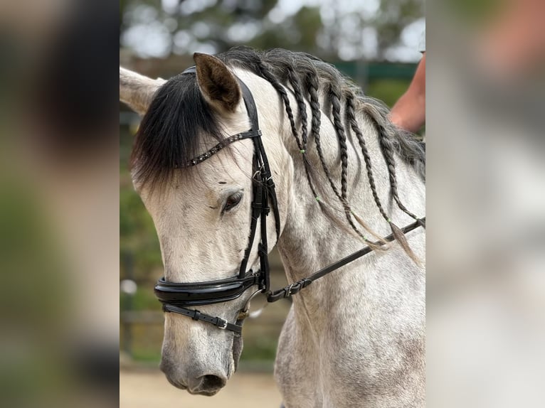 PRE Mix Gelding 6 years 16.1 hh Grey in Sant Fruitos De Bages