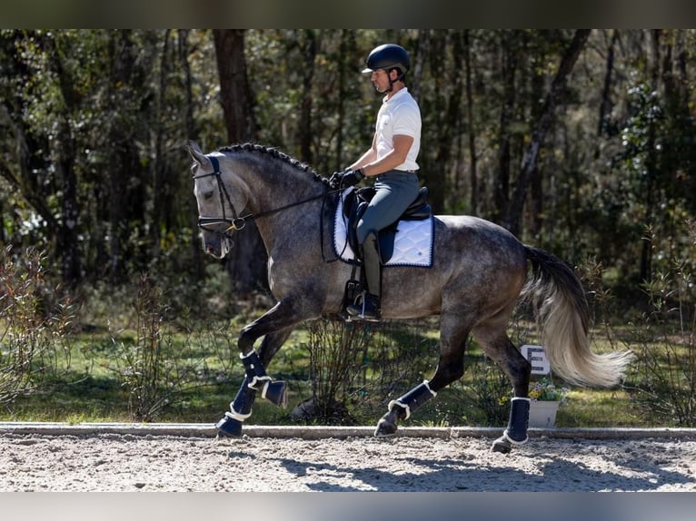 PRE Gelding 6 years 16.1 hh Grey in Breckerfeld