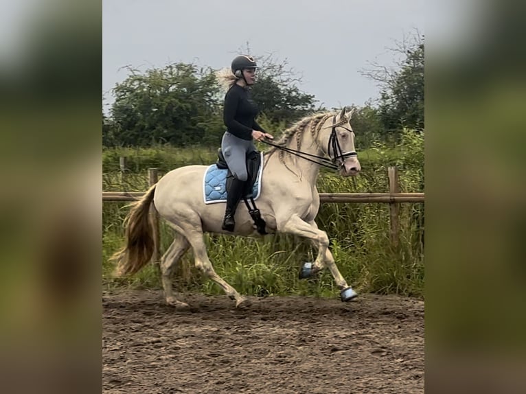 PRE Gelding 6 years 16,1 hh Perlino in Kastrup