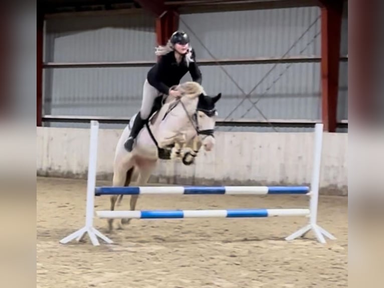 PRE Gelding 6 years 16,1 hh Perlino in Kastrup