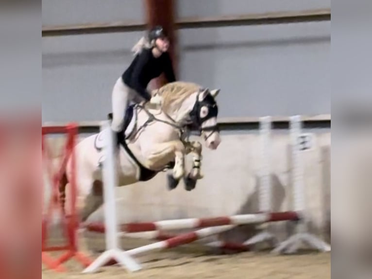 PRE Gelding 6 years 16,1 hh Perlino in Kastrup