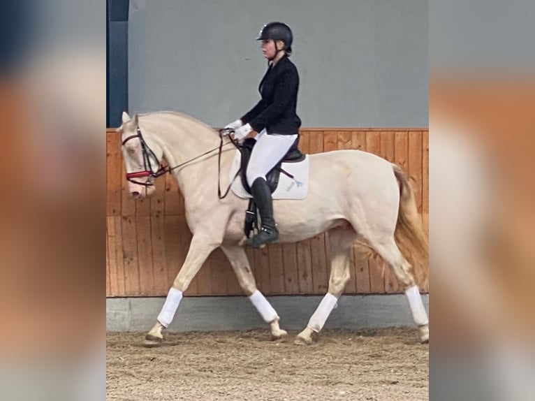 PRE Gelding 6 years 16,1 hh Perlino in Kastrup