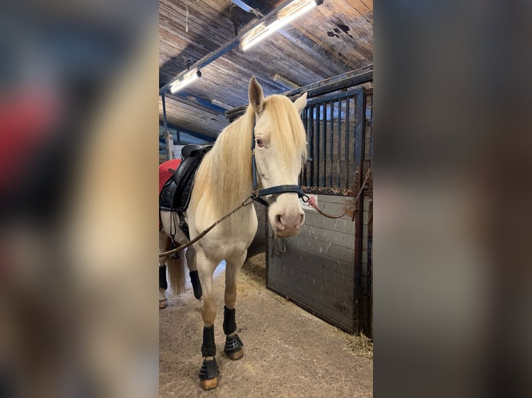 PRE Gelding 6 years 16,1 hh Perlino in Kastrup