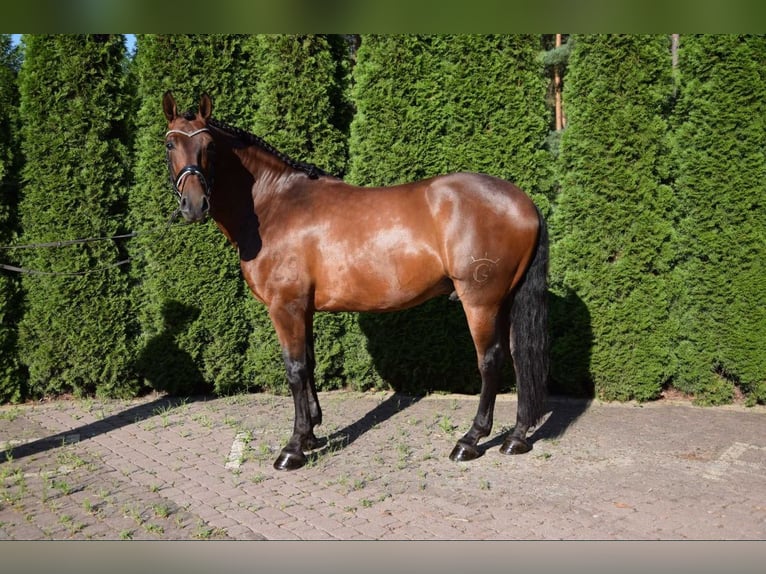 PRE Gelding 6 years 16,2 hh Bay in Warszawa