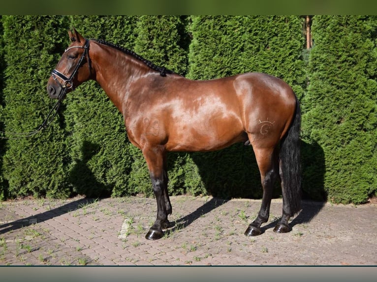 PRE Gelding 6 years 16,2 hh Bay in Warszawa