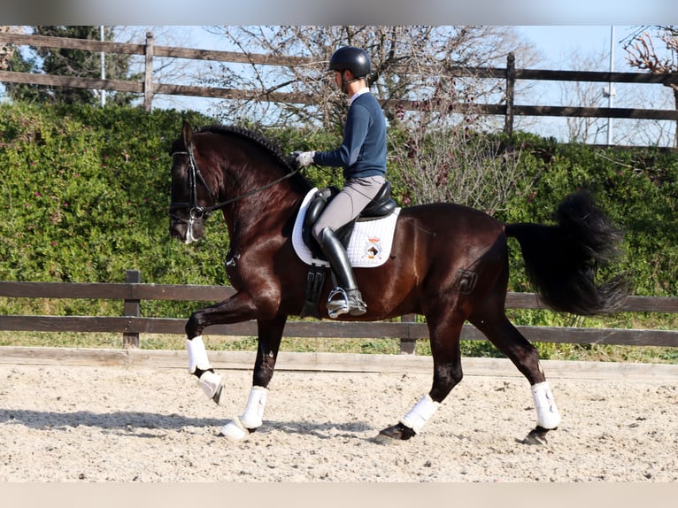 PRE Gelding 6 years 16,2 hh Black in Santa Perpetua de Mogoda