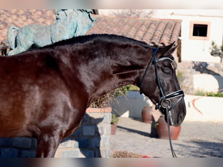 PRE Gelding 6 years 16,2 hh Black in Santa Perpetua de Mogoda