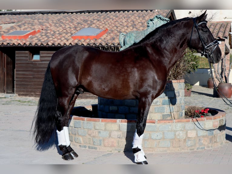 PRE Gelding 6 years 16,2 hh Black in Santa Perpetua de Mogoda