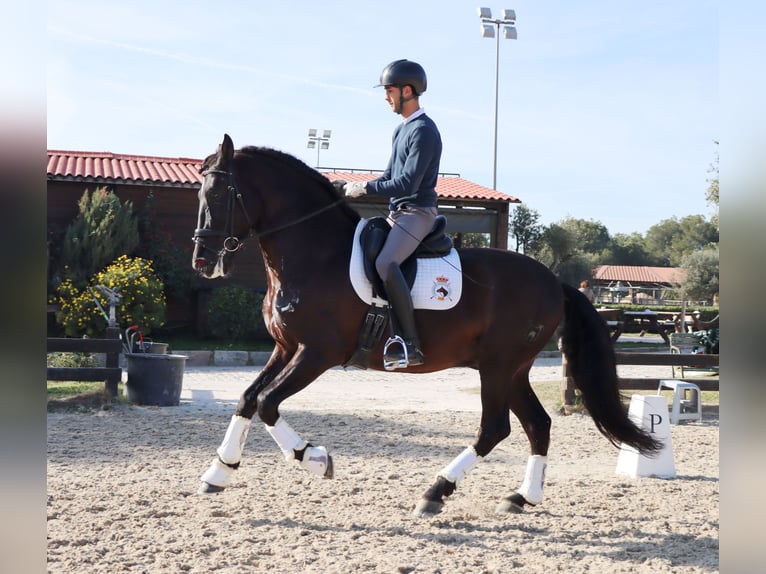 PRE Gelding 6 years 16,2 hh Black in Santa Perpetua de Mogoda