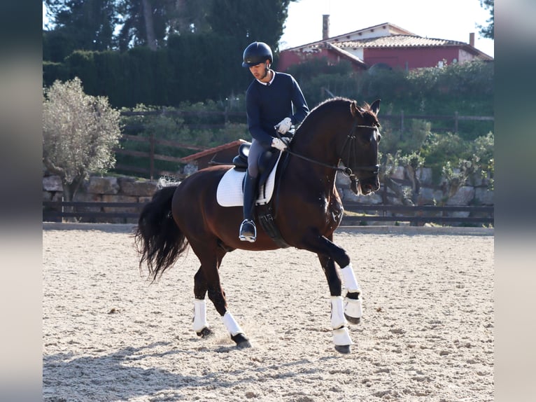 PRE Gelding 6 years 16,2 hh Black in Santa Perpetua de Mogoda