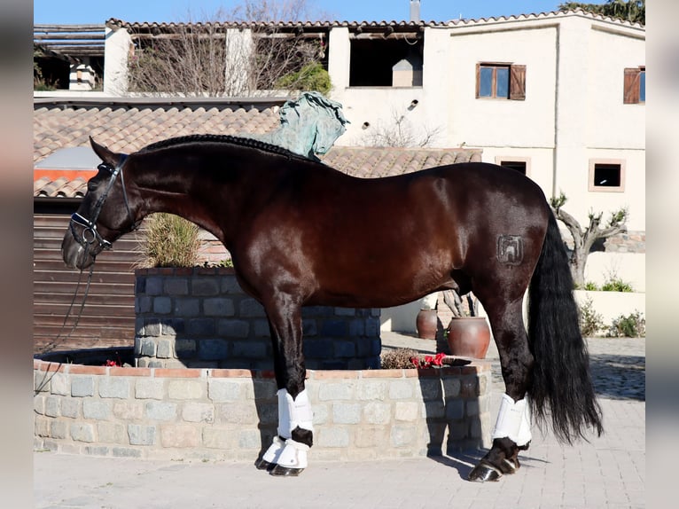 PRE Gelding 6 years 16,2 hh Black in Santa Perpetua de Mogoda