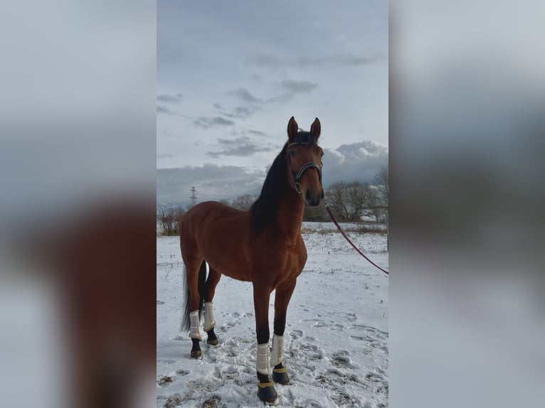 PRE Gelding 6 years 16,2 hh Brown-Light in Prague