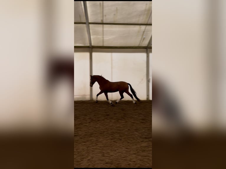 PRE Gelding 6 years 16,2 hh Brown-Light in Prague