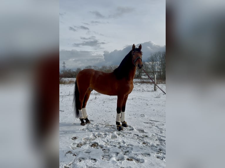 PRE Gelding 6 years 16,2 hh Brown-Light in Prague