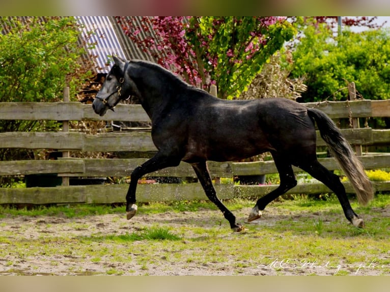 PRE Gelding 6 years 16,2 hh Gray-Dark-Tan in Polenz