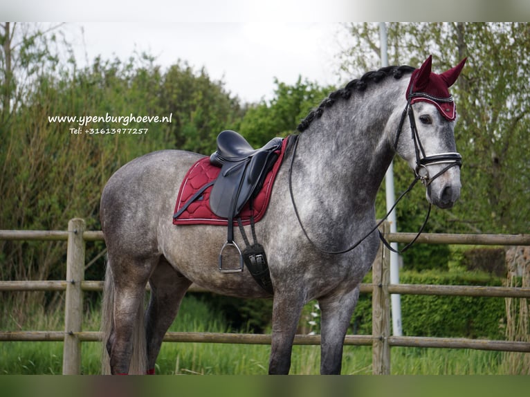 PRE Mix Gelding 6 years 16,2 hh Gray in Den Haag